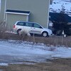 Un ours polaire se déplace à proximité de bâtiments.