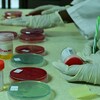 Des techniciens avec des gants manipulent des échantillons d'urine.