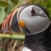 Gros plan de la tête de ce petit oiseau marin au bec coloré.