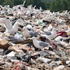 Des goélands sur une pile de déchets.
