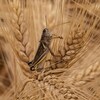 Une sauterelle dans un champ de blé.