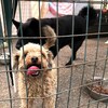 Deux chiens, dans une cage : au premier plan, un petit chien tire la langue devant la grille, près d'un bol de nourriture. Derrière lui, un chien noir.