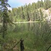 Une martre des pins se dresse devant la caméra près d'une étendue d'eau.