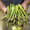 Des asperges fraîches dans les mains d'une personne.