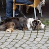 Un chien assis devant son maître dans une terrasse de restaurant.