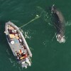 Vue aérienne d'un bateau de sauvetage et d'une baleine à bosse, emmêlée dans une corde en polyacier, au large de Haida Gwaii, en Colombie-Britannique. 