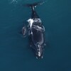 Une baleine et un baleineau dans l'eau, côte à côte dans l'océan et vu du ciel.