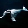 Un béluga dont la blancheur éclate dans la noirceur des eaux profondes.