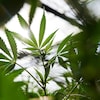 Des plants de cannabis poussent au soleil. 