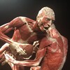 Deux corps sans peau en position de footballeurs pour montrer les muscles du corps humain.
