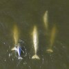 Vue aérienne de cinq bélugas dans l'eau.