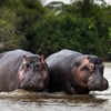 Trois hippopotames sont dans l'eau.