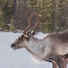 Un caribou mâle dans la neige. 