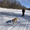 une femme se fait tirée par un chien, en traîneau, dans la neige.