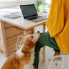 Un chien dont la tête est accotée sur la jambe de son maître qui tente de travailler à l'ordinateur.
