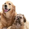 On voit trois types de golden retriever deux petits et un grand au milieu. Ils sont tous les trois de couleurs beige. 