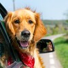 Un chien dans une voiture.