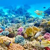 Sous l'eau, de magnifiques coraux et poissons tropicaux multicolores.