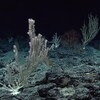 Des coraux en eau froide, dans les profondeurs océaniques.
