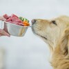 Un chien se fait offrir un bol de nourriture.