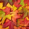 Des feuilles d'arbres aux couleurs d'automne.