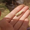 Une rare pointe en os retrouvée au cours des fouilles aux Bergeronnes.