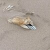Une carcasse de Fou de Bassan est en bonne partie ensevelie dans le sable.