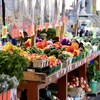 Étal dans le marché public de Jean-Talon à Montréal