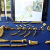 Le squelette préhistorique Lucy est exposé dans un musée.