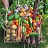 Une brouette est remplie de légumes fraîchement cultivés. 