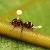 Des champignons de type cordyceps ont poussé sur la cadavre d'une fourmis.