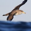 Un oiseau marin, au teint un peu gris et avec un bec jaunâtre, est pris en photo en plein vol.