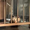 Un opossum sur un balcon.