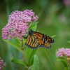 Un papillon monarque sur une fleur.