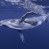 Une baleine à bosse nage dans un océan.