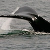 Sur cette photo d'avril 2008, une baleine noire plonge dans les eaux au large de Cape Cod, au Massachusetts.