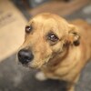 Un chien abandonné a le regard triste.
