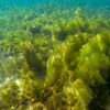 Illustration des algues marines dans l'océan. 