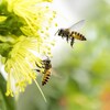 Deux abeilles volent à proximité d'une fleur jaune.