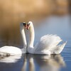 Deux cygnes sur un lac.