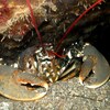 Un homard dans une cavité sous-marine.