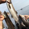 Des pêcheurs tenant des ouananiches sur leur embarcation, sur le lac Saint-Jean.