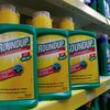 Des bouteilles du désherbant Roundup, contenant du glyphosate, sur une tablette de magasin.