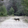 Un loup traverse une route de terre en pleine forêt.