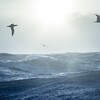 Des mouettes volent au-dessus d'une mer très agitée.