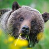 Un grizzly du parc national de Jasper, en Alberta, se nourrit de pissenlits.
