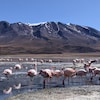Les flamants roses devant une montagne en Bolivie.