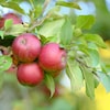 Plusieurs pommes sur un arbre.
