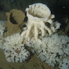 Un récif d'éponges siliceuses dans le détroit d'Hécate, en Colombie-Britannique