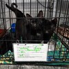 Deux petits chatons dans une cage en attente d'adoption.